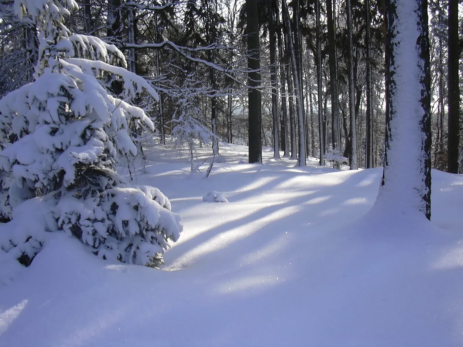 Typical forest in the Brdy hills, Czech Republic Les u Komorska (Brdy)