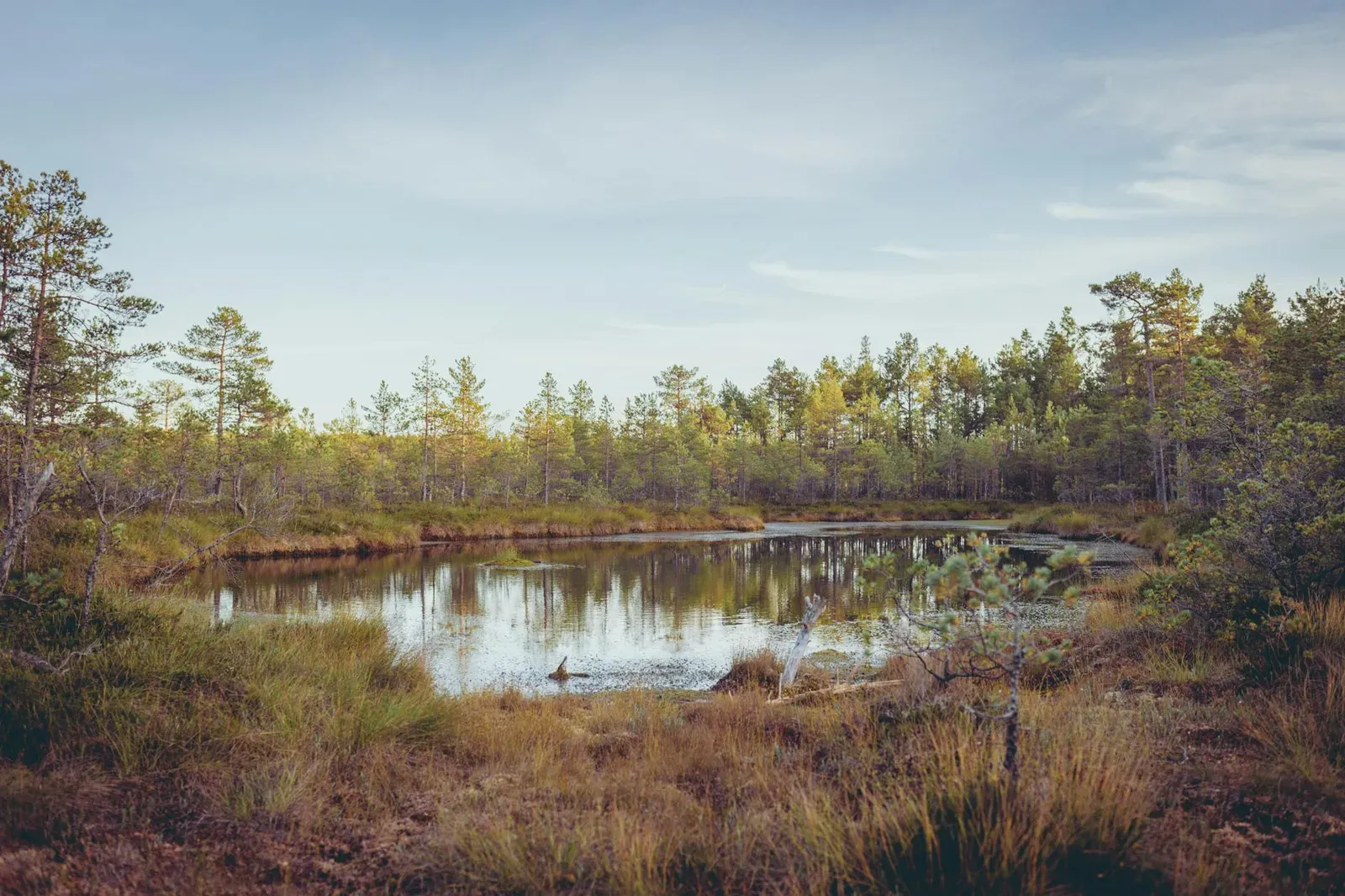 Tranquil forest lake surrounded by trees in Klooga, Estonia. Calm and peaceful nature scene.
