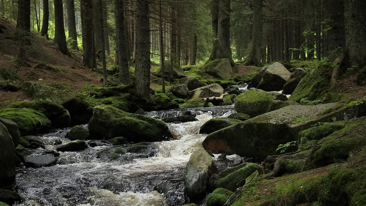 forest, stream, šumava, ferocity, emotion, stony, nature, trees, running, speed, czech republic, will