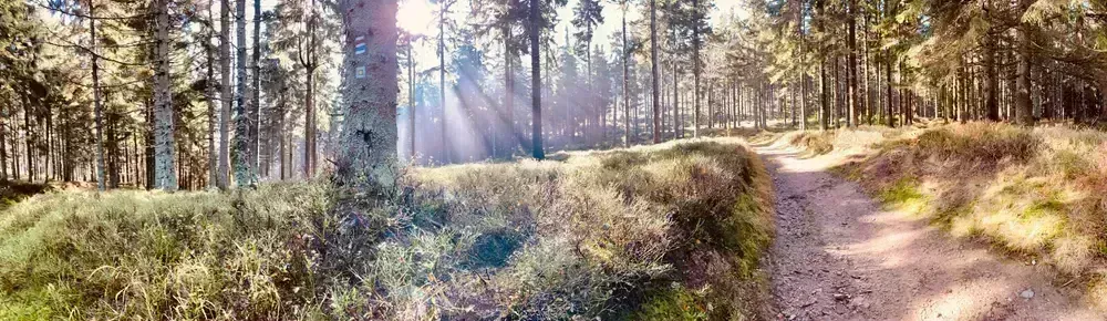 Dense forest path through the Hřebeny