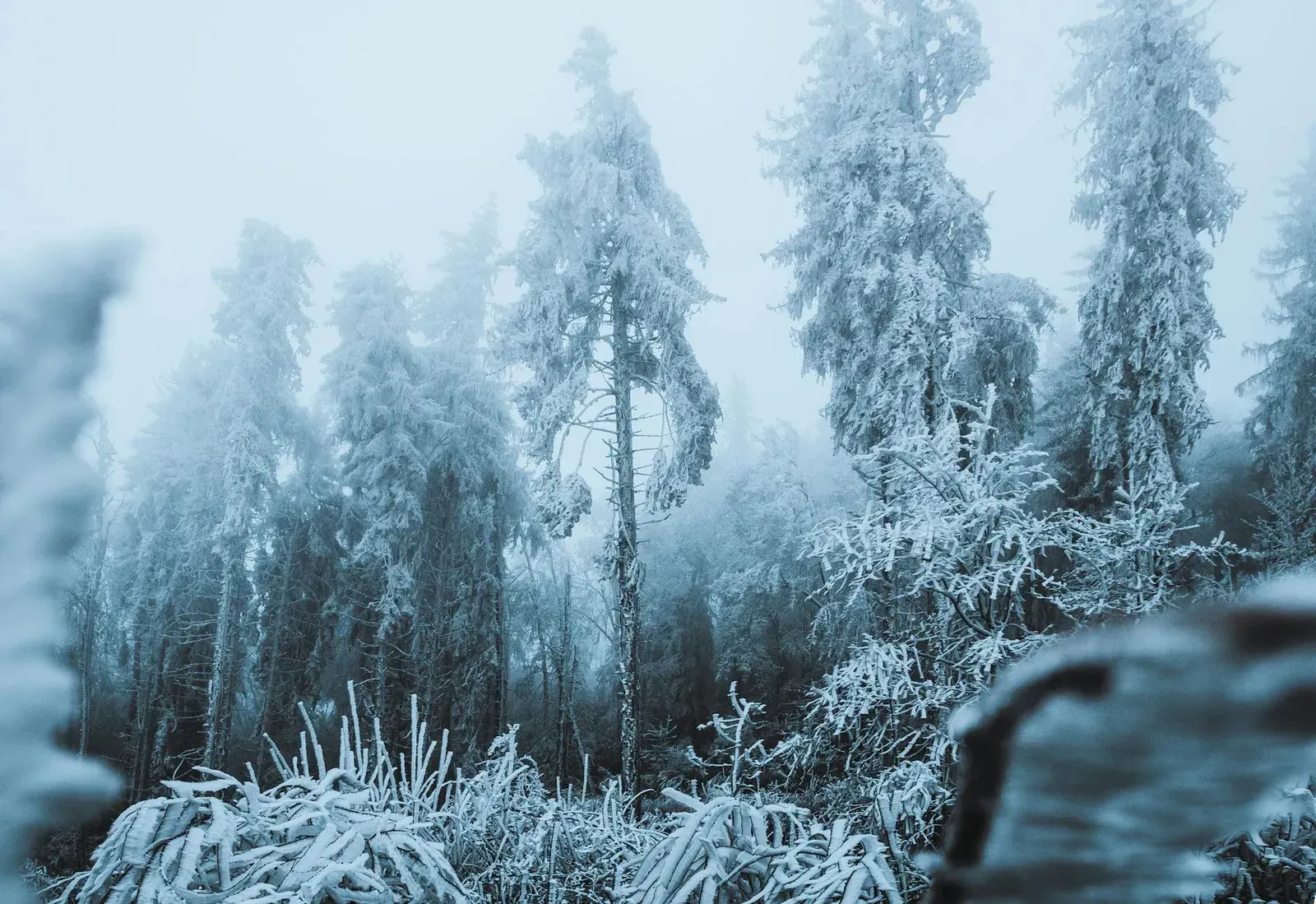 View of a frosty, snow-covered forest with tall trees in winter, Czech Republic.