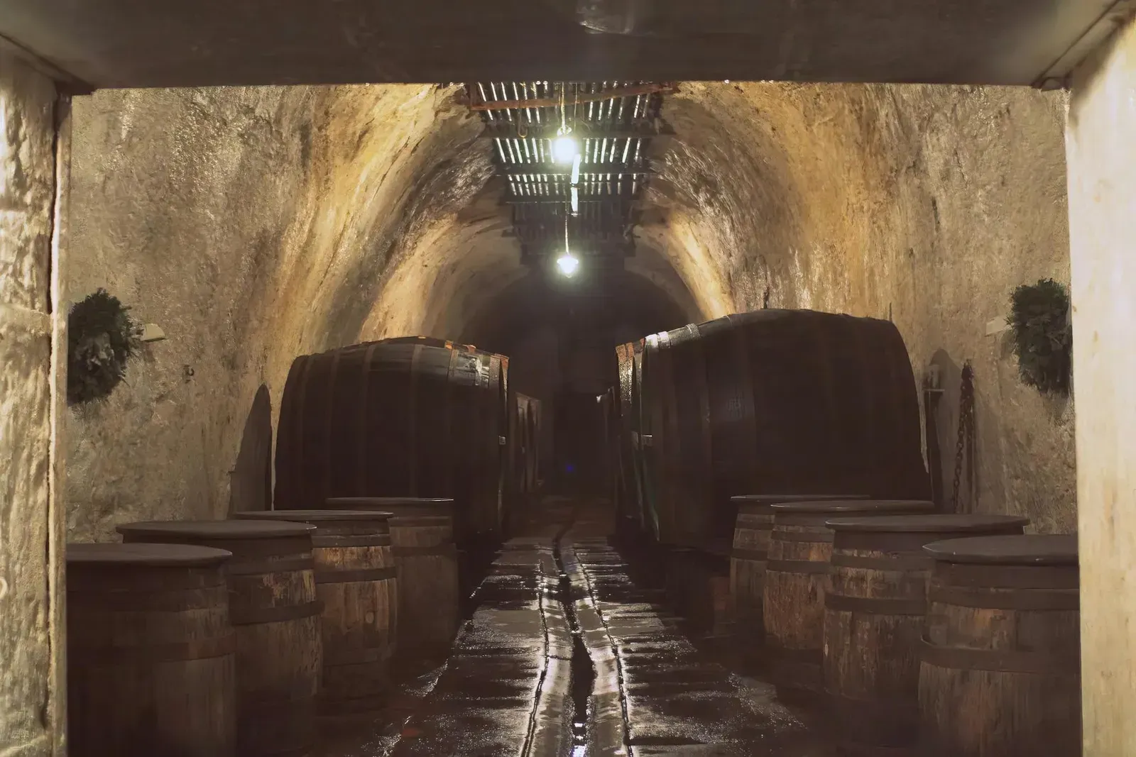 Rustic underground beer cellar in Pilsen, Czechia showcasing wooden casks used for fermentation.