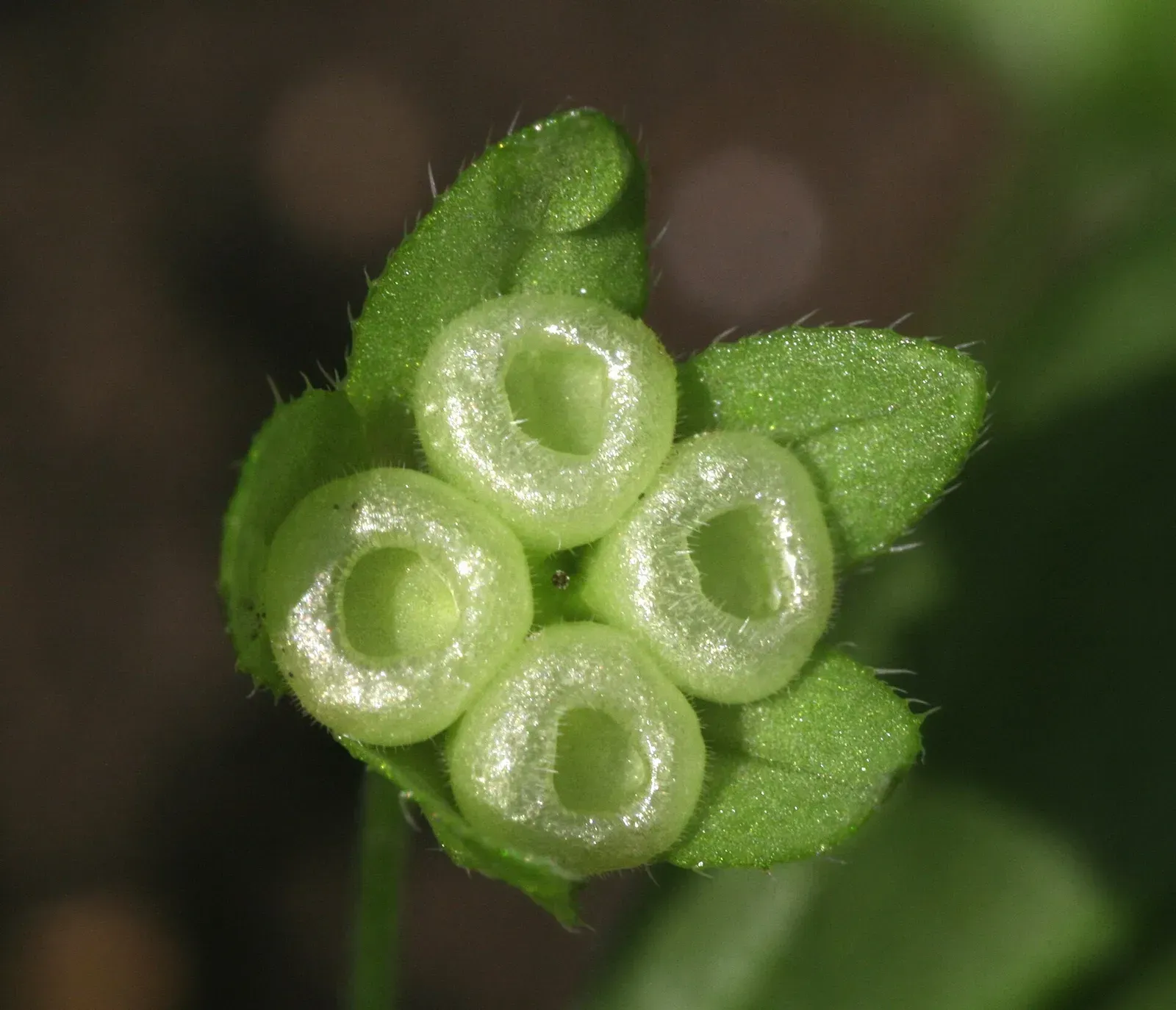 Fruit of Omphalodes scorpioides, Palava hills, Czech Republic 3059 Omphalodes scorpioides Děvín 4.12