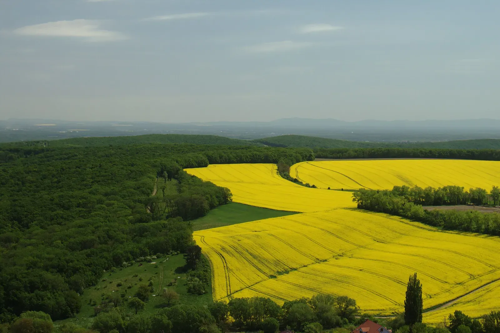 Yellow fields seen from Pavlovské vrchy hills, South Moravian Region, CZ Pavlovské vrchy, Sirotčí hrad, řepková pole