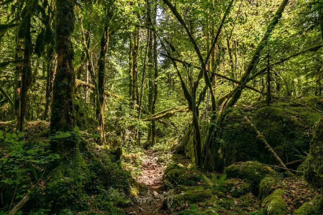 a path in the middle of a lush green forest