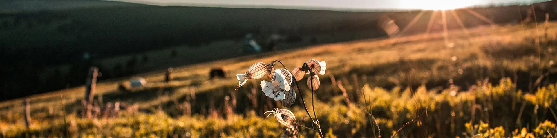 A lush green forest path in the Czech Republic, for nature lovers.